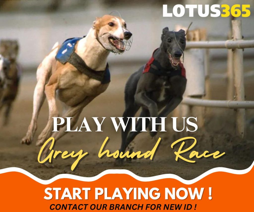 How to Bet on Greyhound Racing A Guide for Beginners on Lotus365 5 Betting on greyhound races online