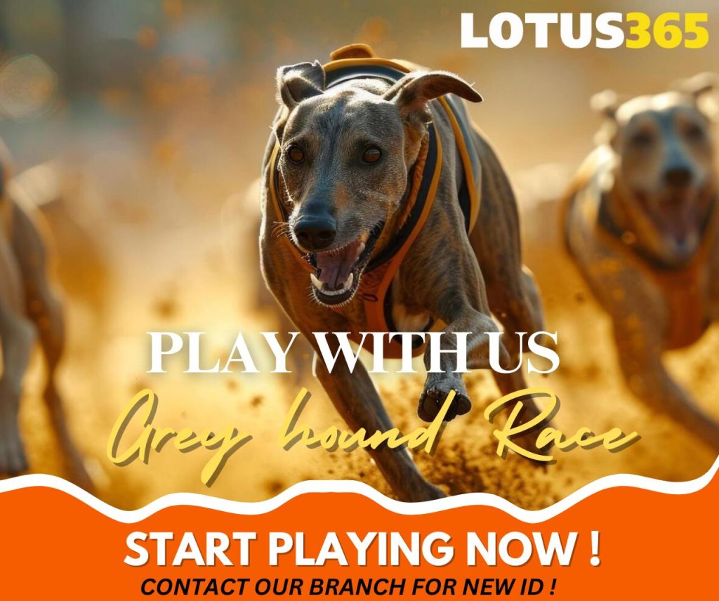 How to Bet on Greyhound Racing A Guide for Beginners on Lotus365 2 Greyhound race betting strategies