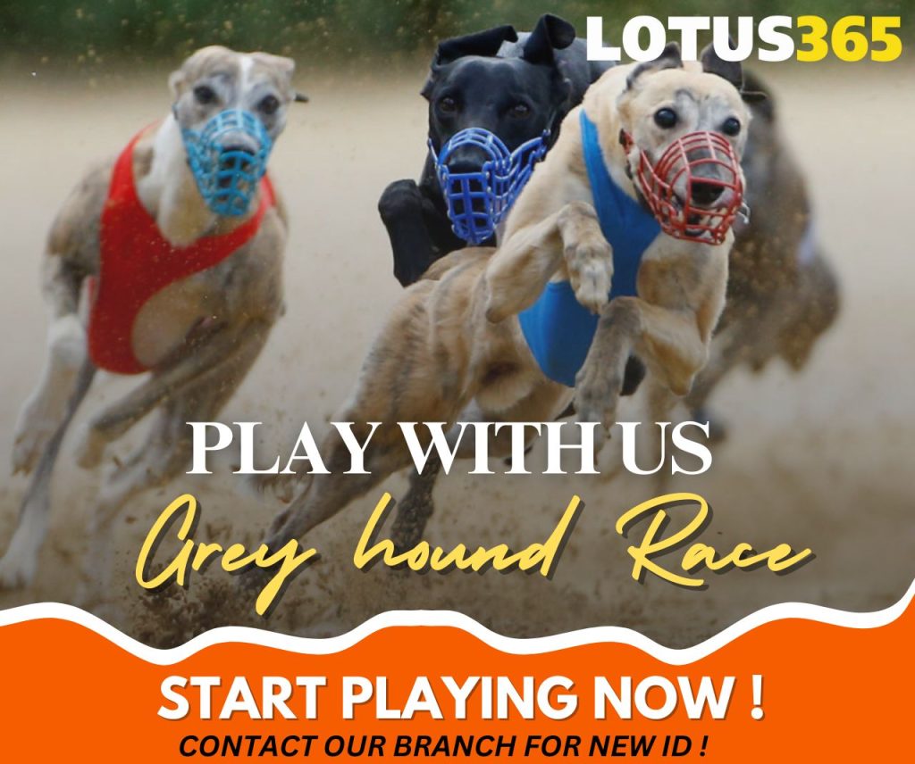 How to Bet on Greyhound Racing A Guide for Beginners on Lotus365 10 Greyhound racing betting