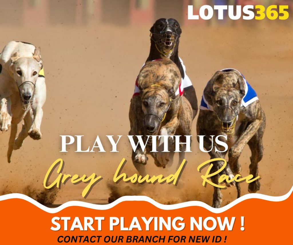 How to Bet on Greyhound Racing A Guide for Beginners on Lotus365 6 Greyhound racing odds