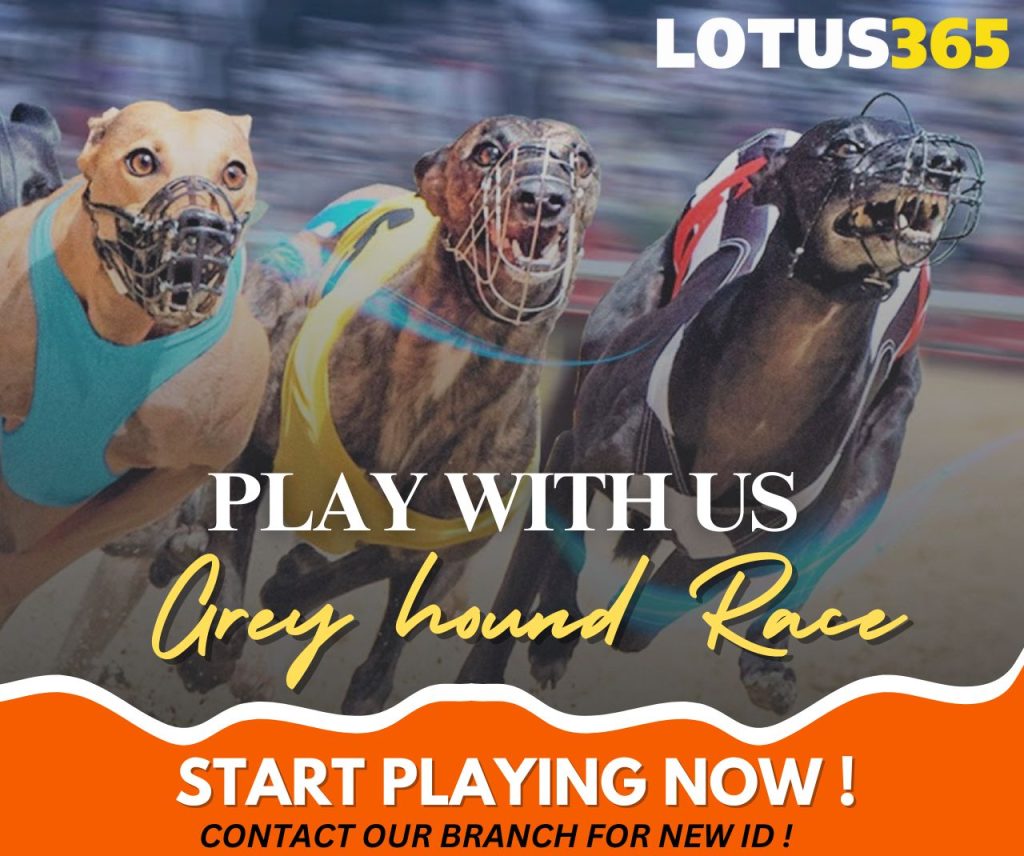 How to Bet on Greyhound Racing A Guide for Beginners on Lotus365 7 Greyhound racing tips