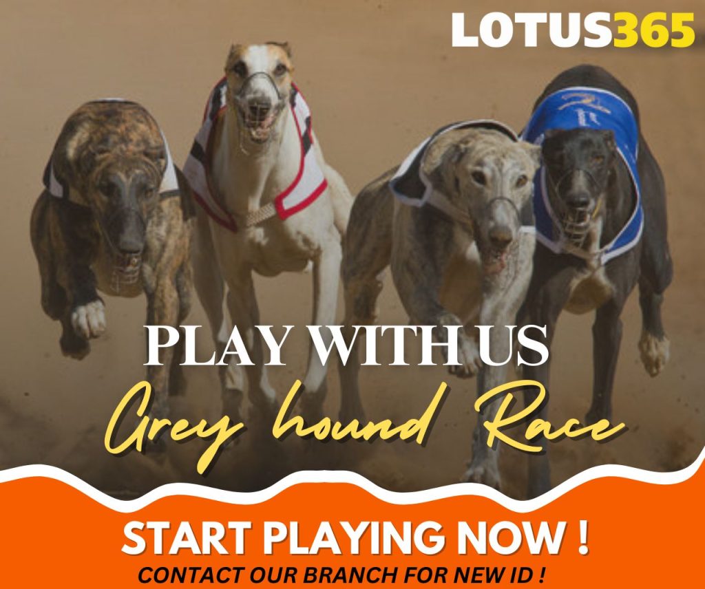 How to Bet on Greyhound Racing A Guide for Beginners on Lotus365 8 How to bet on greyhound racing