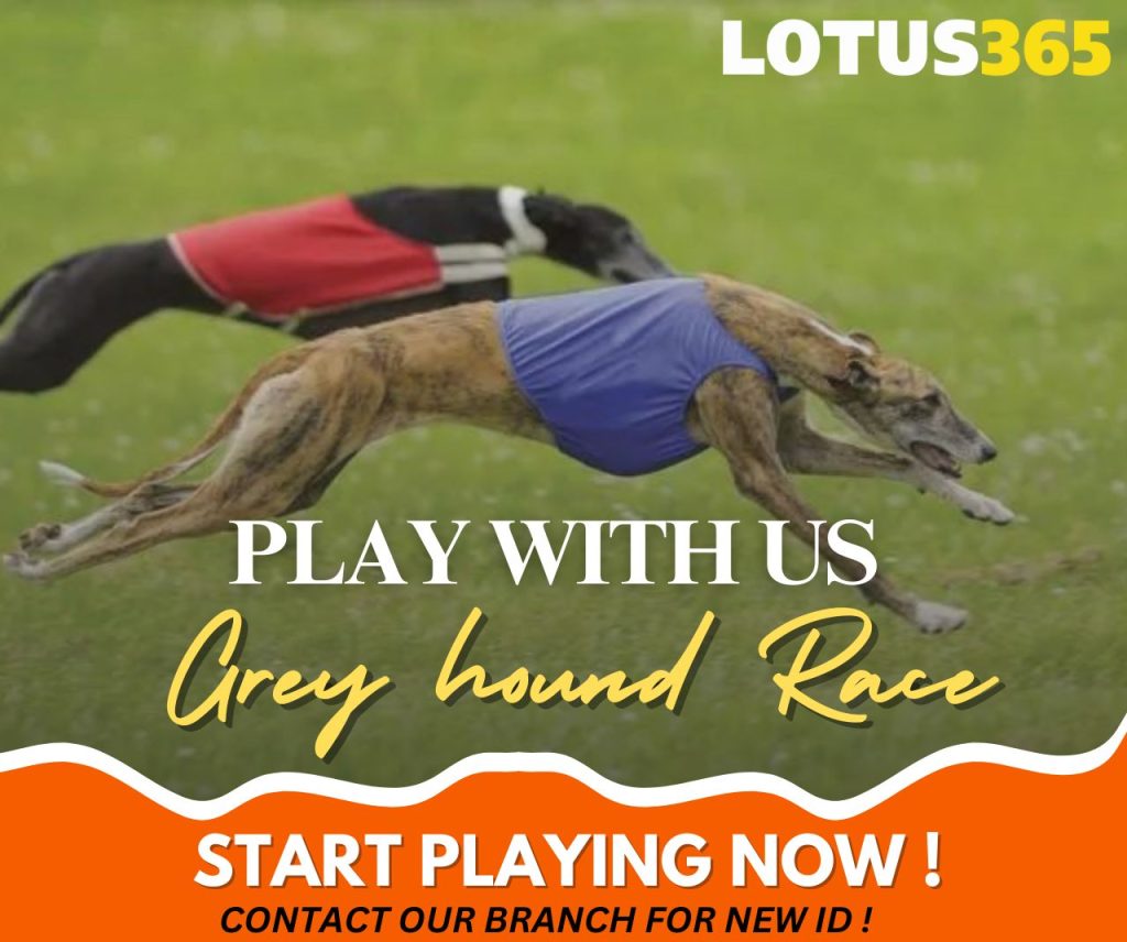 How to Bet on Greyhound Racing A Guide for Beginners on Lotus365 9 Lotus365 greyhound racing