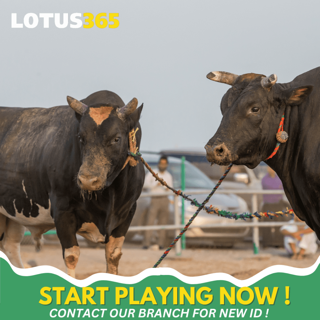 Top Tips for Successful Bull Betting on Lotus365 From Beginners to Experts 2 Bull betting bankroll management