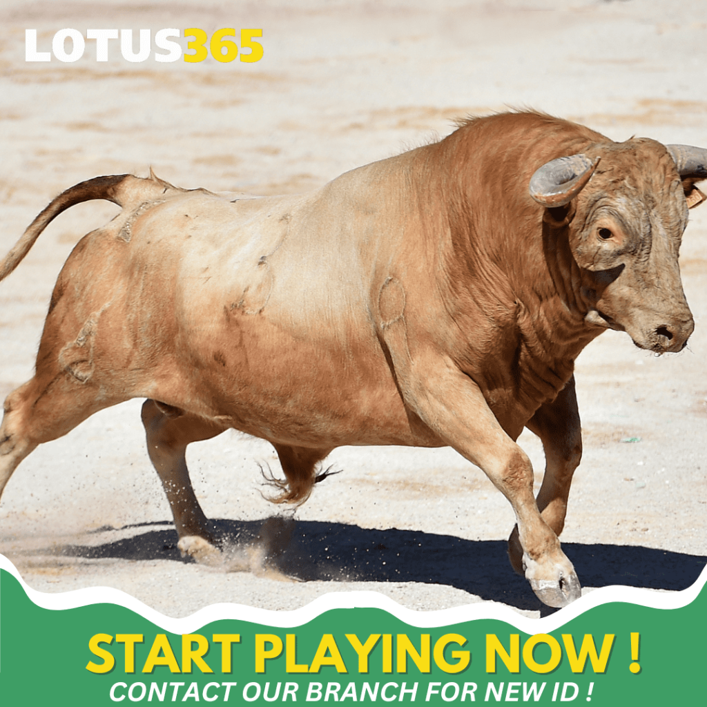 Top Tips for Successful Bull Betting on Lotus365 From Beginners to Experts 4 Effective Bull betting strategies
