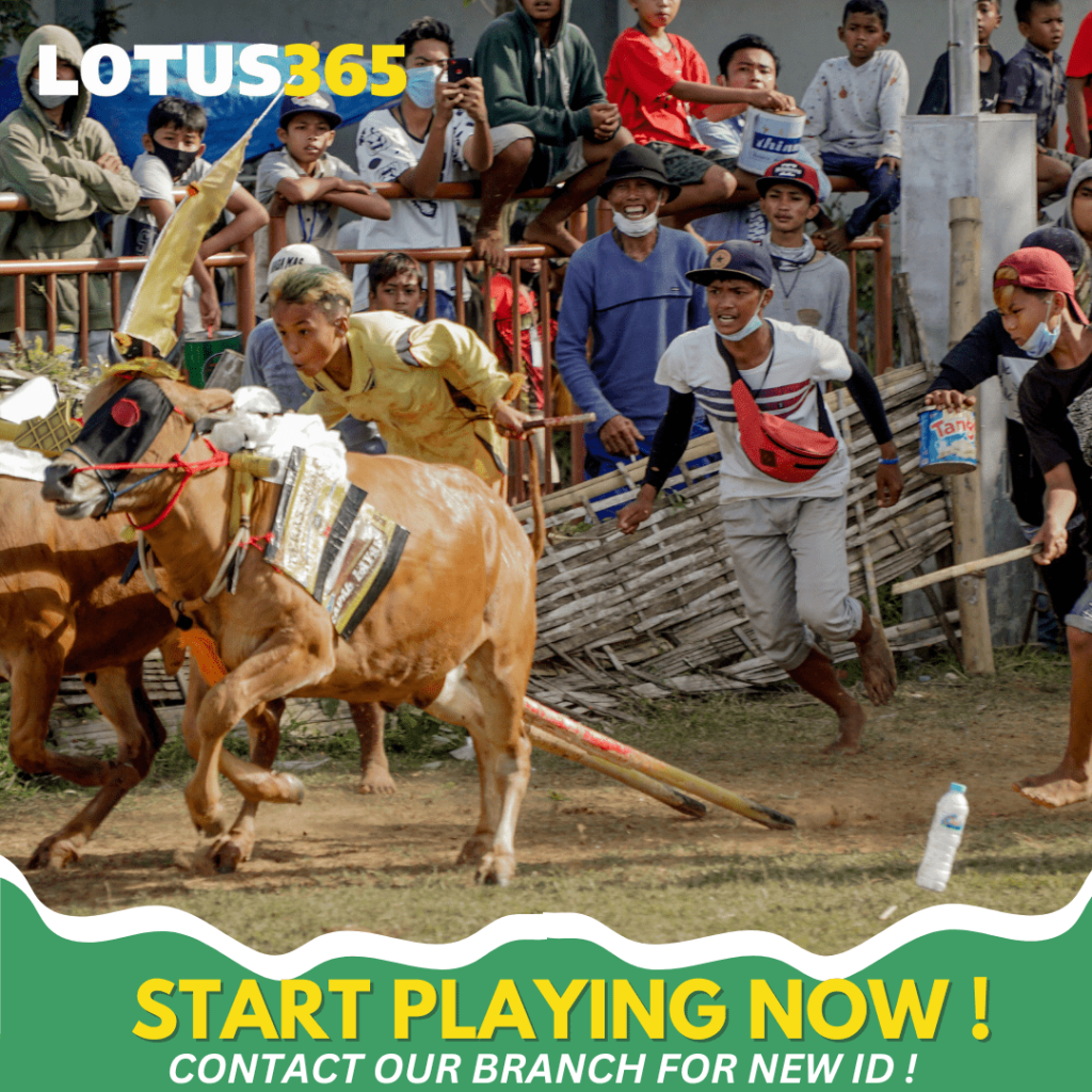 Top Tips for Successful Bull Betting on Lotus365 From Beginners to Experts 5 Expert Bull betting advice
