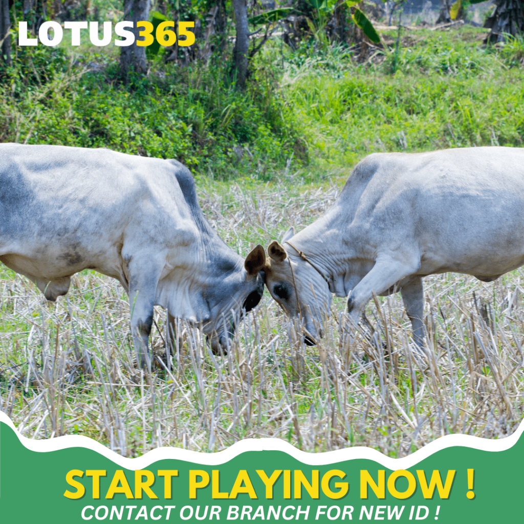 Top Tips for Successful Bull Betting on Lotus365 From Beginners to Experts 6 Lotus365 Bull betting strategies