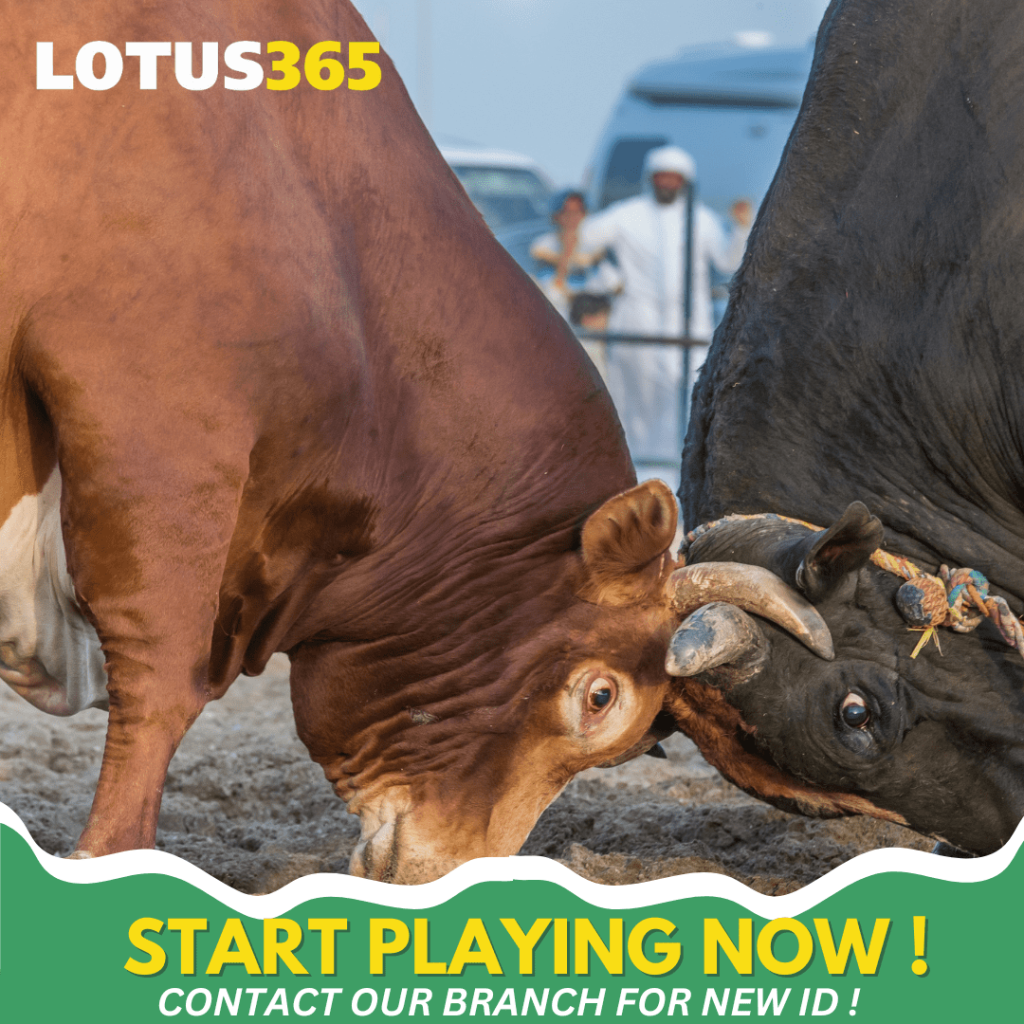 Top Tips for Successful Bull Betting on Lotus365 From Beginners to Experts 7 Successful Bull betting techniques