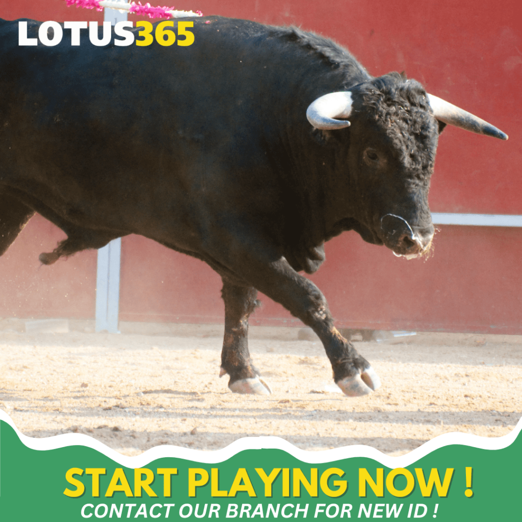 Top Tips for Successful Bull Betting on Lotus365 From Beginners to Experts 8 Virtual Bull betting insights